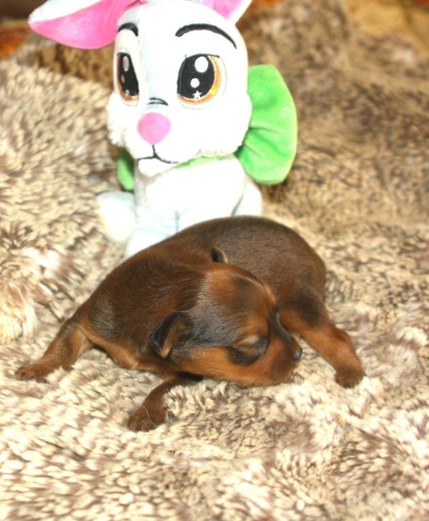 By Bidule - Chiots disponibles - Russkiy Toy (Petit Chien Russe)
