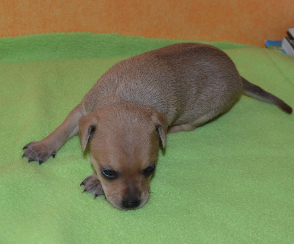 By Bidule - Chiots disponibles - Russkiy Toy (Petit Chien Russe)