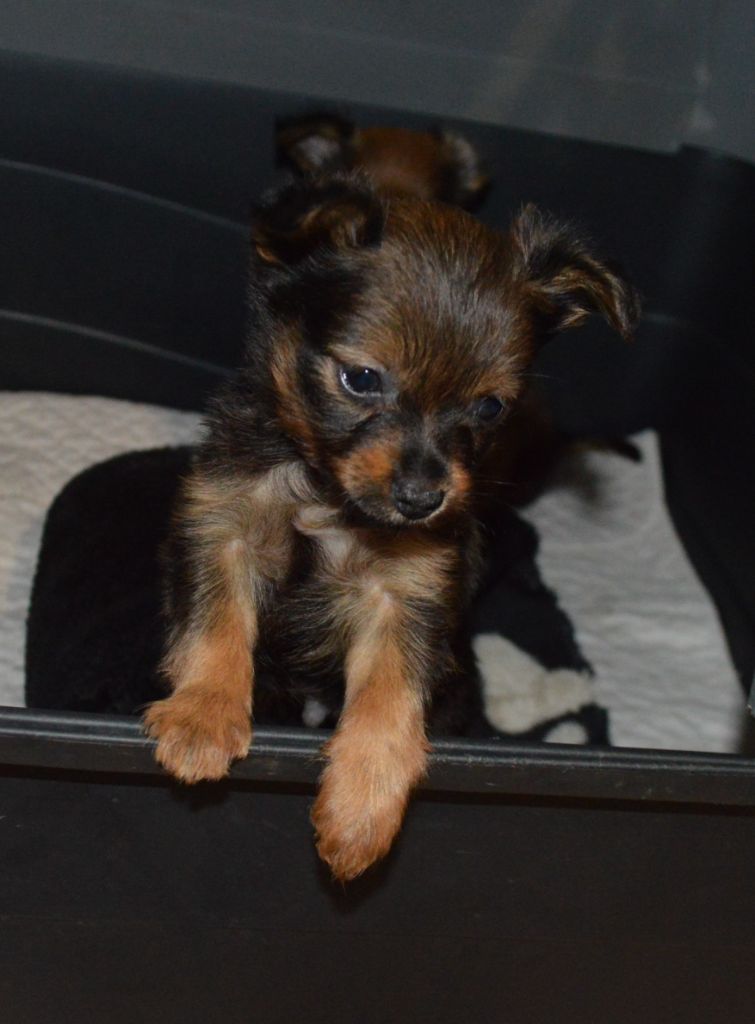 By Bidule - Chiots disponibles - Russkiy Toy (Petit Chien Russe)
