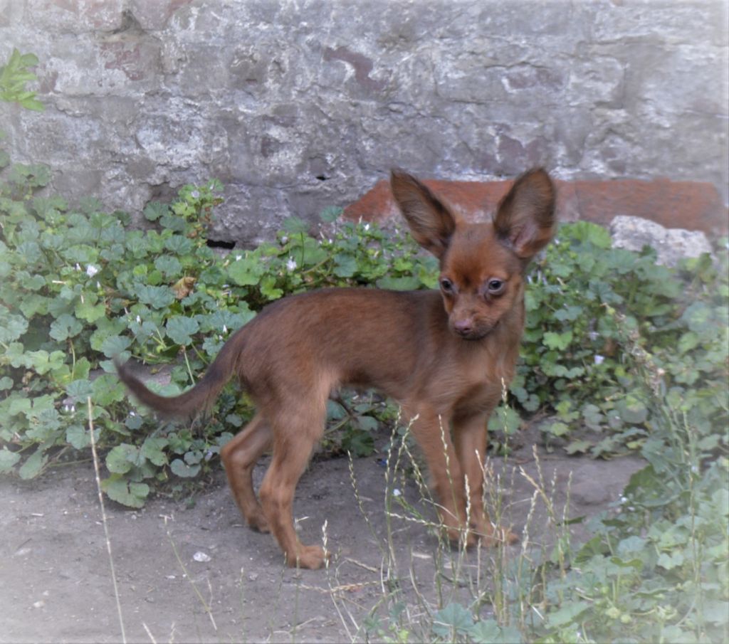By Bidule - Chiots disponibles - Russkiy Toy (Petit Chien Russe)