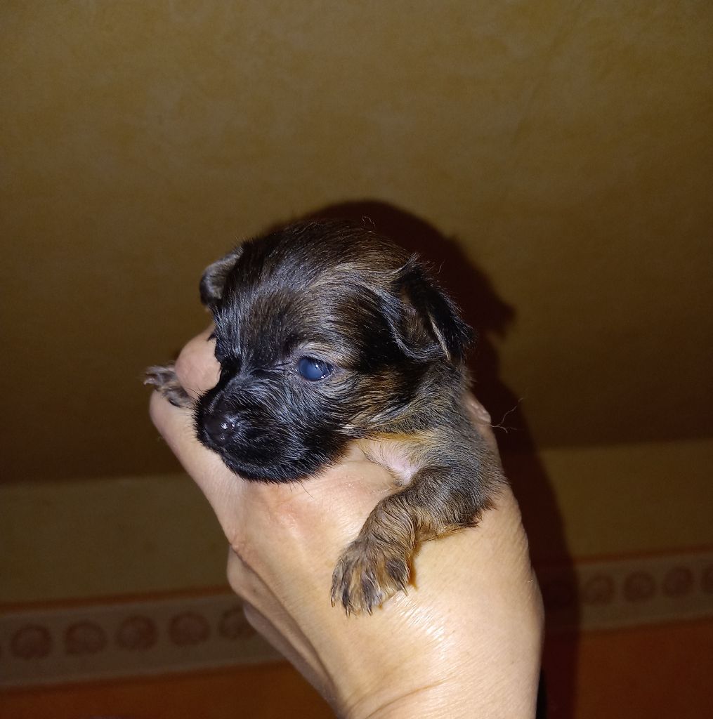 By Bidule - Chiots disponibles - Russkiy Toy (Petit Chien Russe)