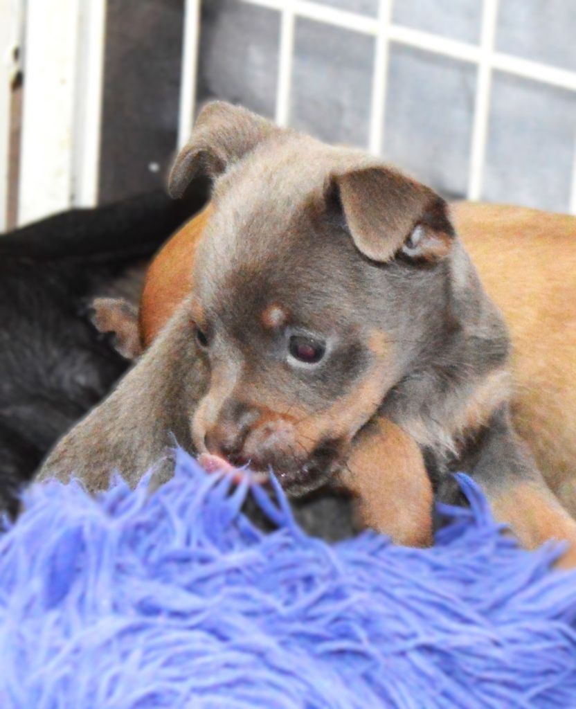 By Bidule - Chiots disponibles - Russkiy Toy (Petit Chien Russe)