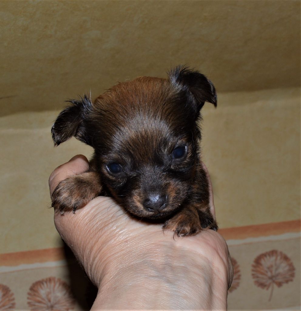 Chiot Russkiy Toy (Petit Chien Russe) By Bidule