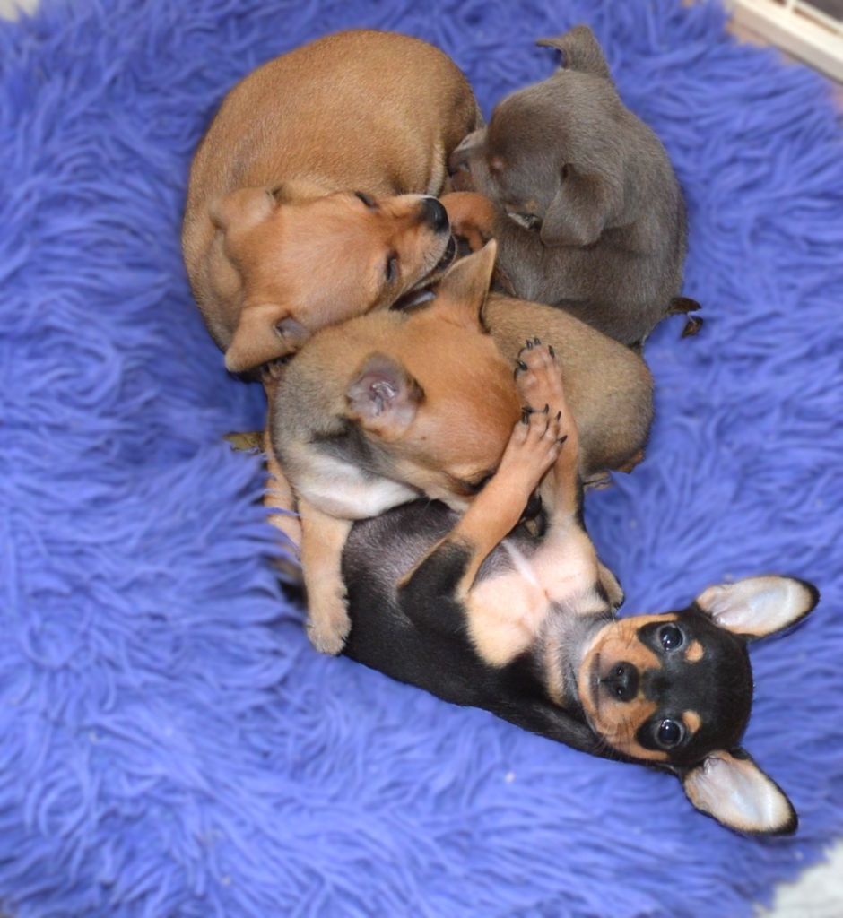 By Bidule - Chiots disponibles - Russkiy Toy (Petit Chien Russe)