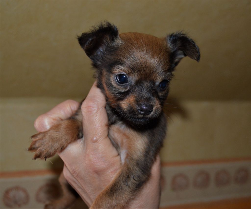 By Bidule - Chiots disponibles - Russkiy Toy (Petit Chien Russe)