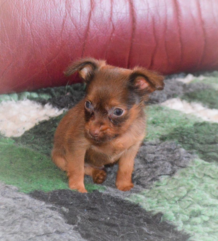 By Bidule - Chiots disponibles - Russkiy Toy (Petit Chien Russe)