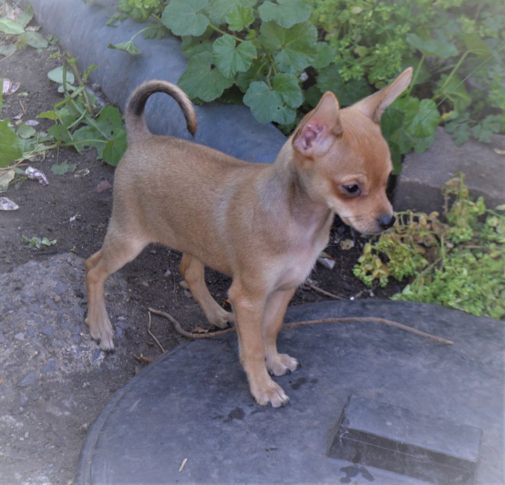 By Bidule - Chiots disponibles - Russkiy Toy (Petit Chien Russe)