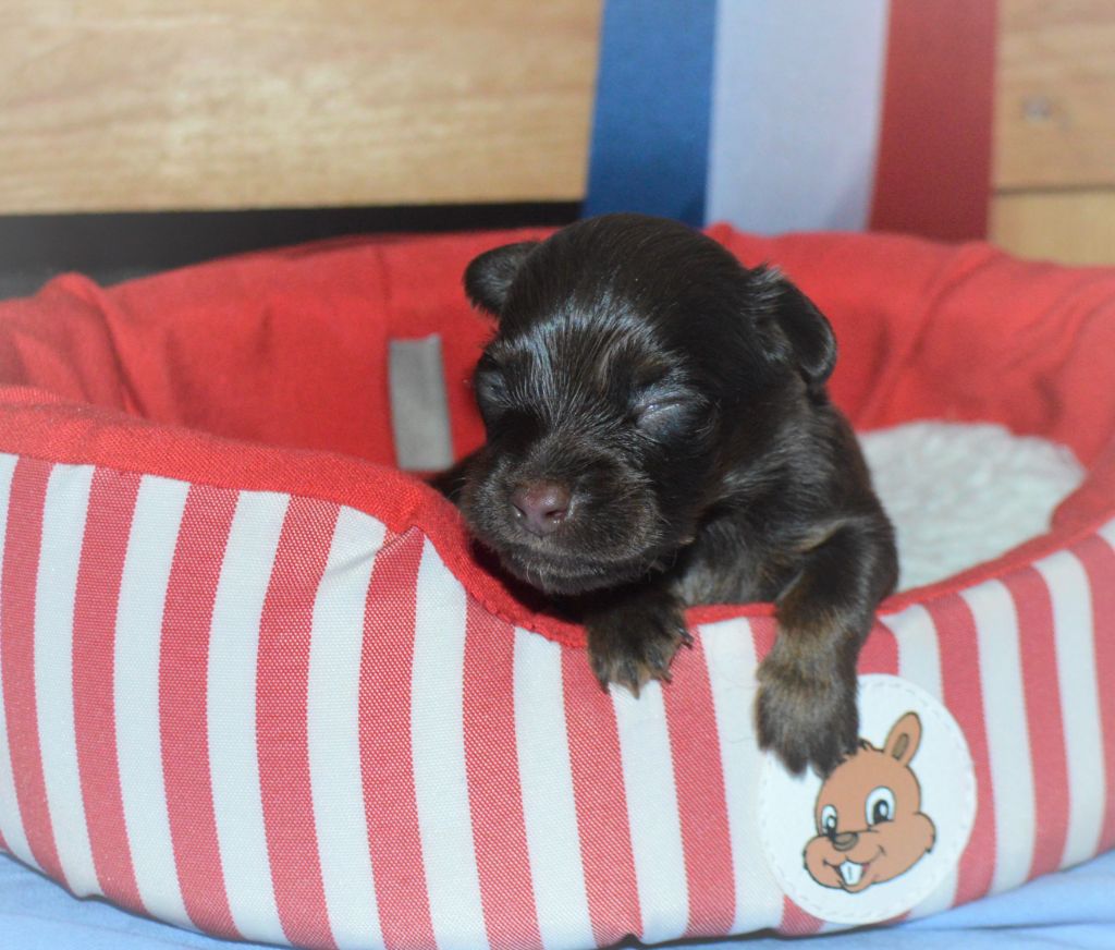 By Bidule - Chiots disponibles - Russkiy Toy (Petit Chien Russe)