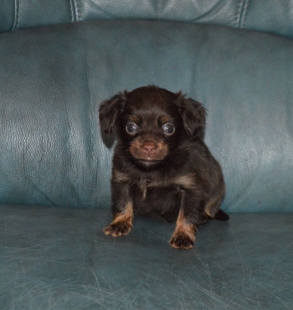 By Bidule - Chiots disponibles - Russkiy Toy (Petit Chien Russe)