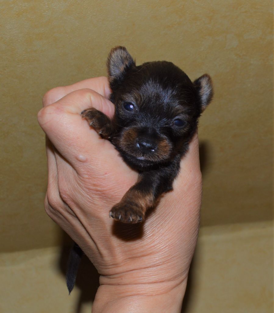 Chiot Russkiy Toy (Petit Chien Russe) By Bidule