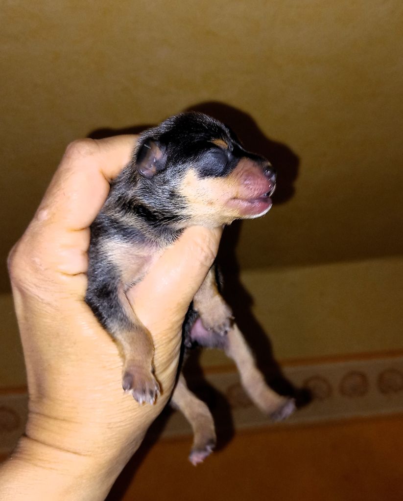 CHIOT