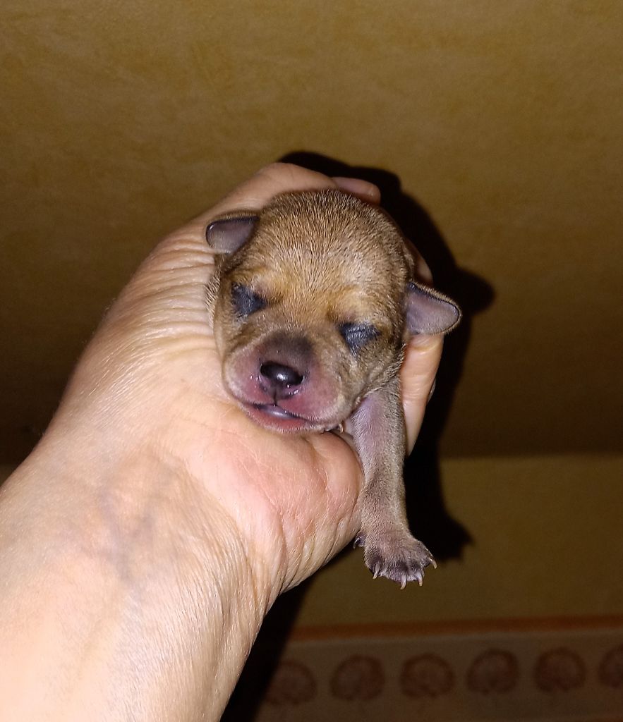 By Bidule - Chiots disponibles - Russkiy Toy (Petit Chien Russe)