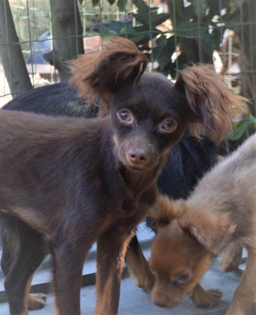 By Bidule - Chiots disponibles - Russkiy Toy (Petit Chien Russe)