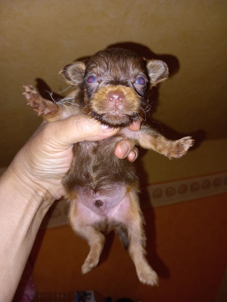 By Bidule - Chiots disponibles - Russkiy Toy (Petit Chien Russe)