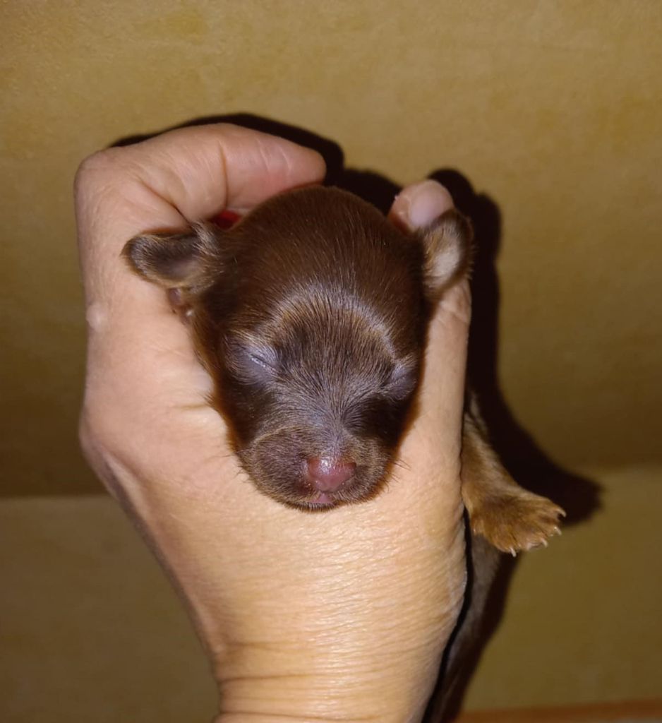 By Bidule - Chiots disponibles - Russkiy Toy (Petit Chien Russe)