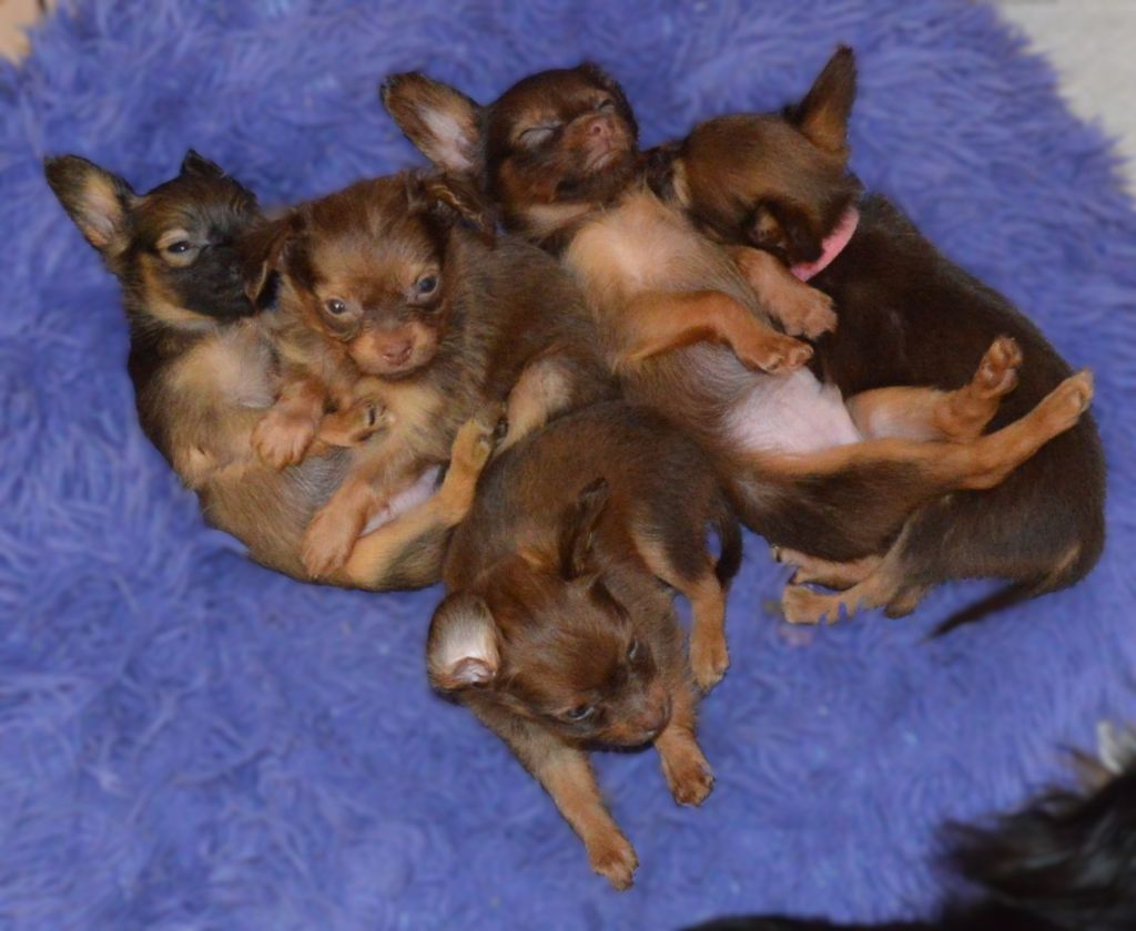 By Bidule - Chiots disponibles - Russkiy Toy (Petit Chien Russe)