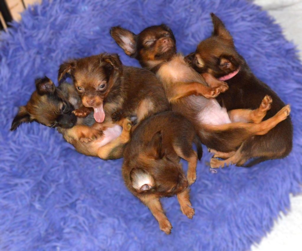 Chiot Russkiy Toy (Petit Chien Russe) By Bidule