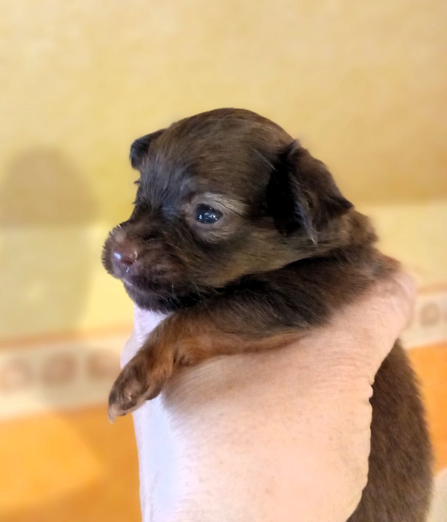 By Bidule - Chiots disponibles - Russkiy Toy (Petit Chien Russe)