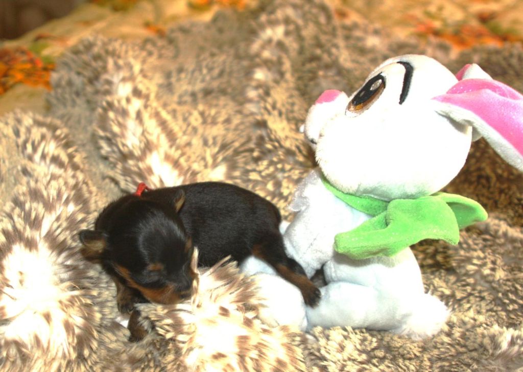 By Bidule - Chiots disponibles - Russkiy Toy (Petit Chien Russe)