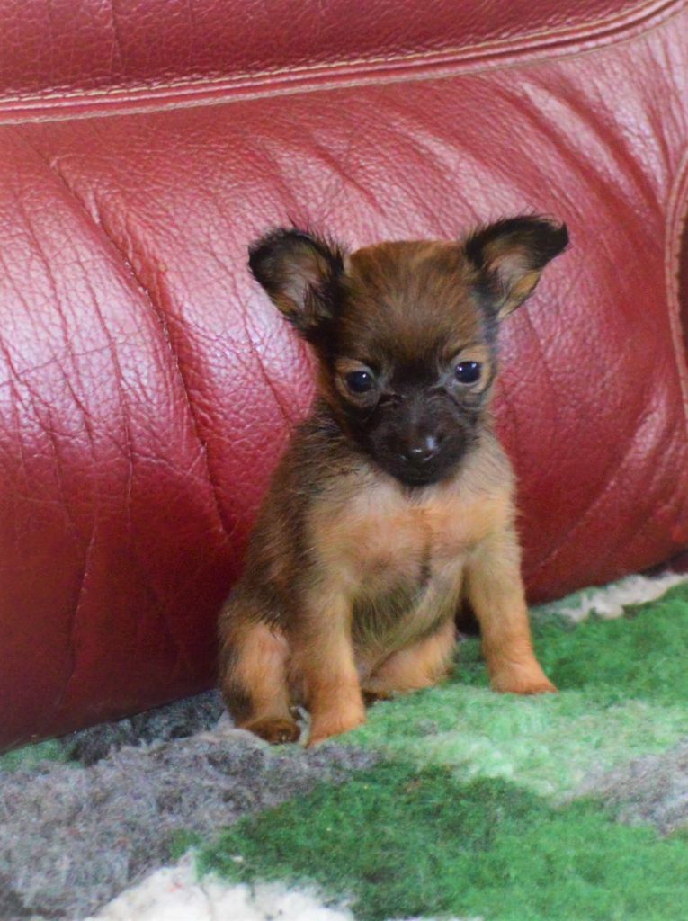 By Bidule - Chiots disponibles - Russkiy Toy (Petit Chien Russe)