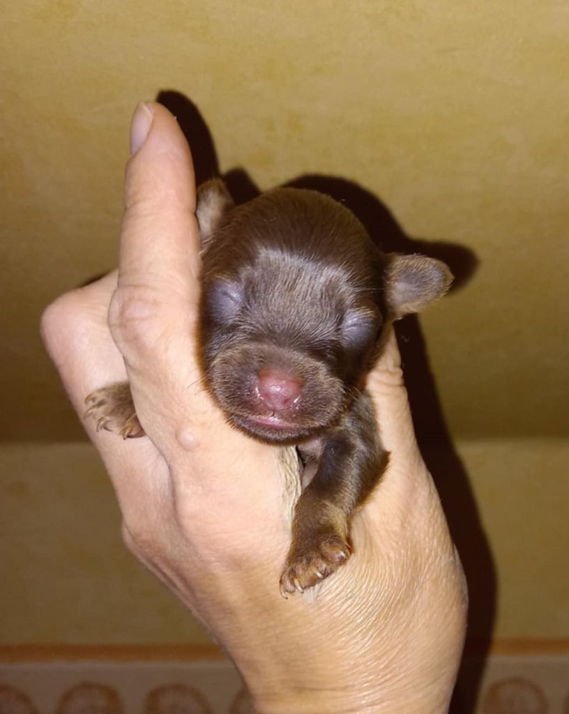 Chiot Russkiy Toy (Petit Chien Russe) By Bidule