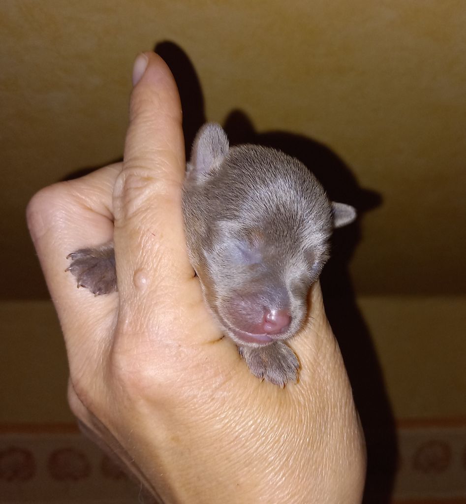 By Bidule - Chiots disponibles - Russkiy Toy (Petit Chien Russe)