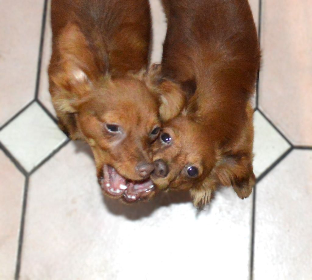 By Bidule - Chiots disponibles - Russkiy Toy (Petit Chien Russe)