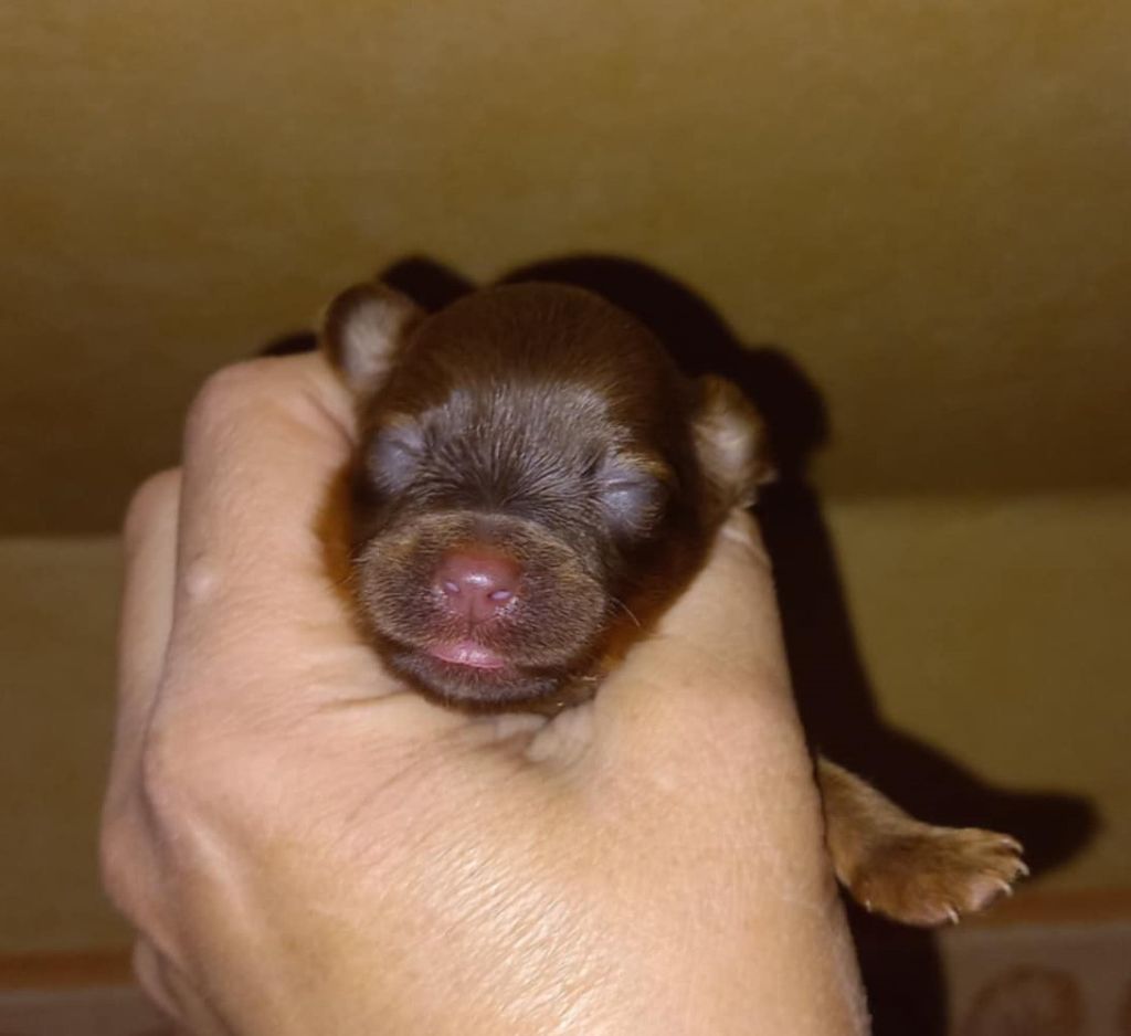By Bidule - Chiots disponibles - Russkiy Toy (Petit Chien Russe)