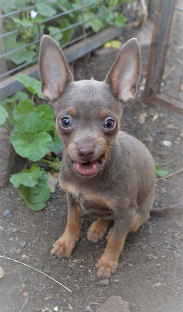 By Bidule - Chiots disponibles - Russkiy Toy (Petit Chien Russe)