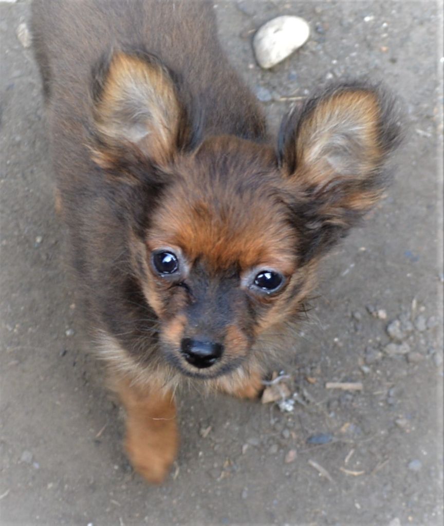 By Bidule - Chiots disponibles - Russkiy Toy (Petit Chien Russe)