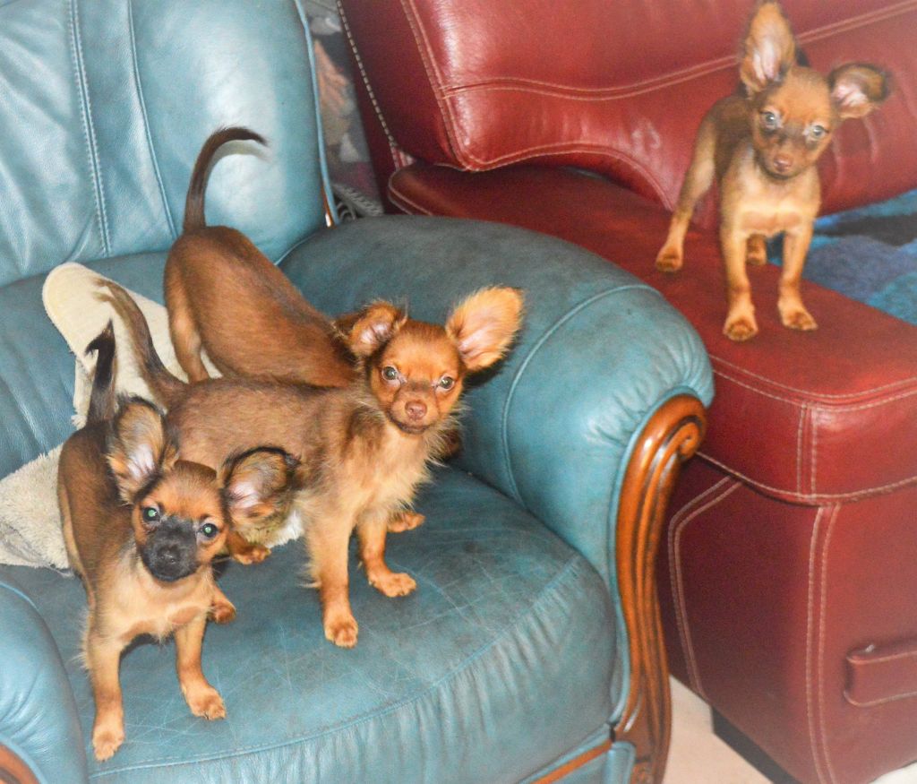 Chiot Russkiy Toy (Petit Chien Russe) By Bidule