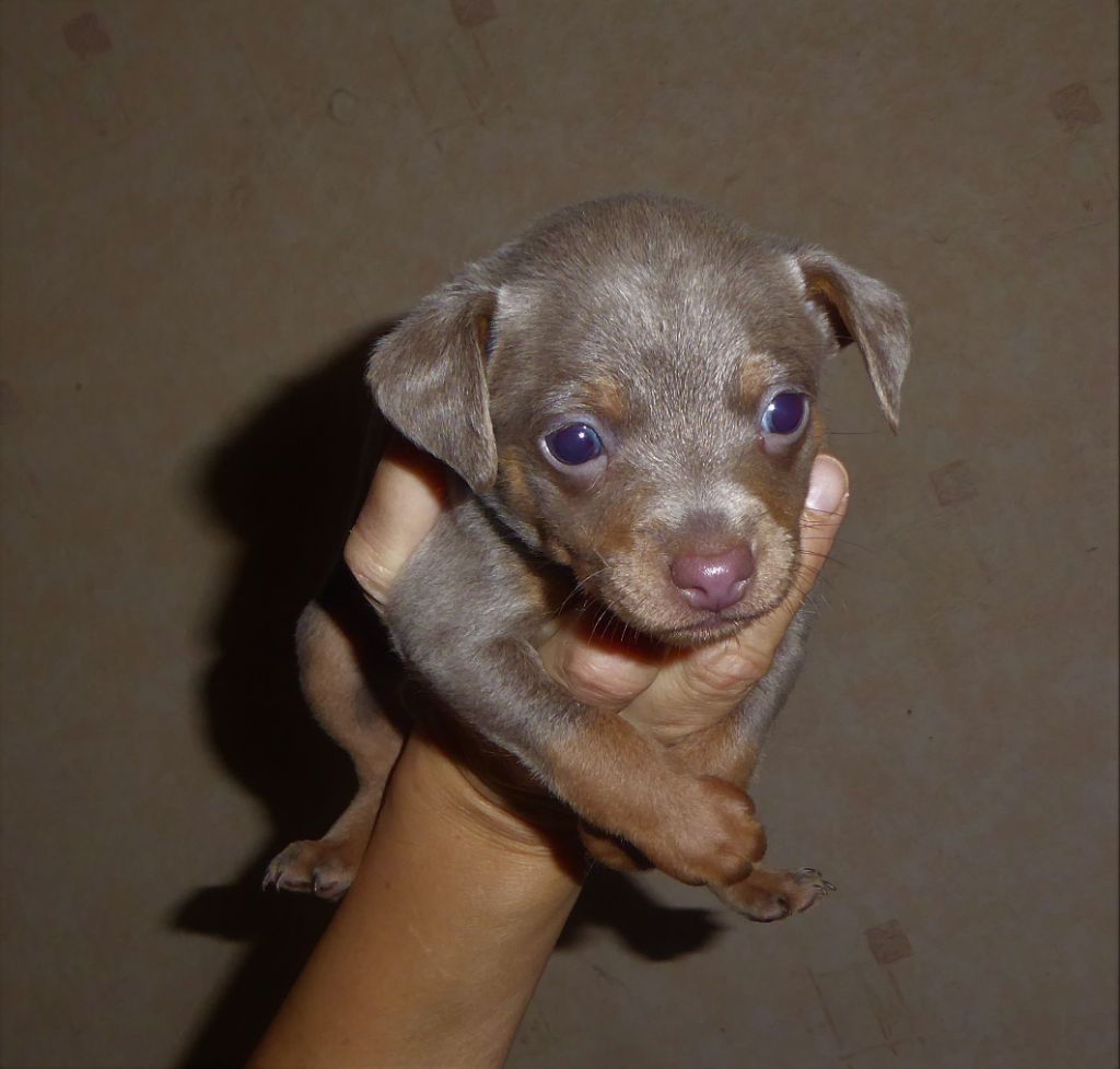 By Bidule - Chiots disponibles - Russkiy Toy (Petit Chien Russe)
