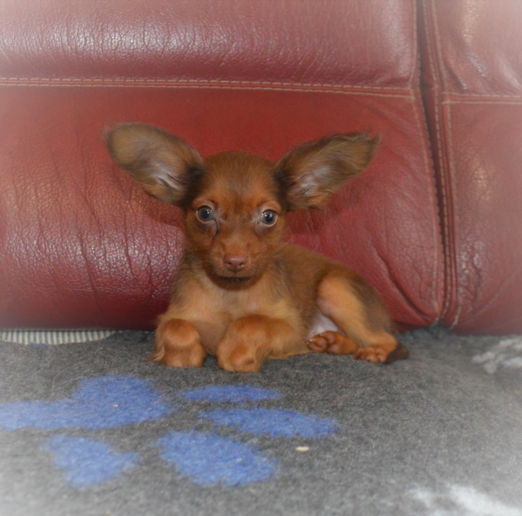 By Bidule - Chiots disponibles - Russkiy Toy (Petit Chien Russe)