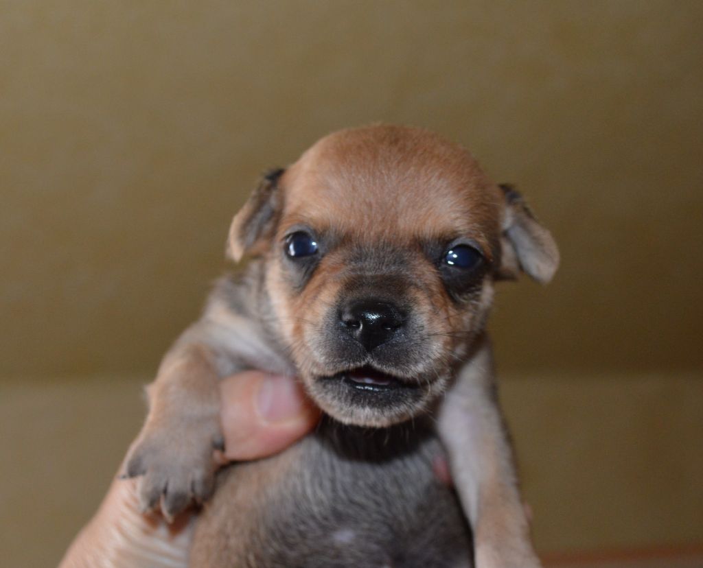 By Bidule - Chiots disponibles - Russkiy Toy (Petit Chien Russe)