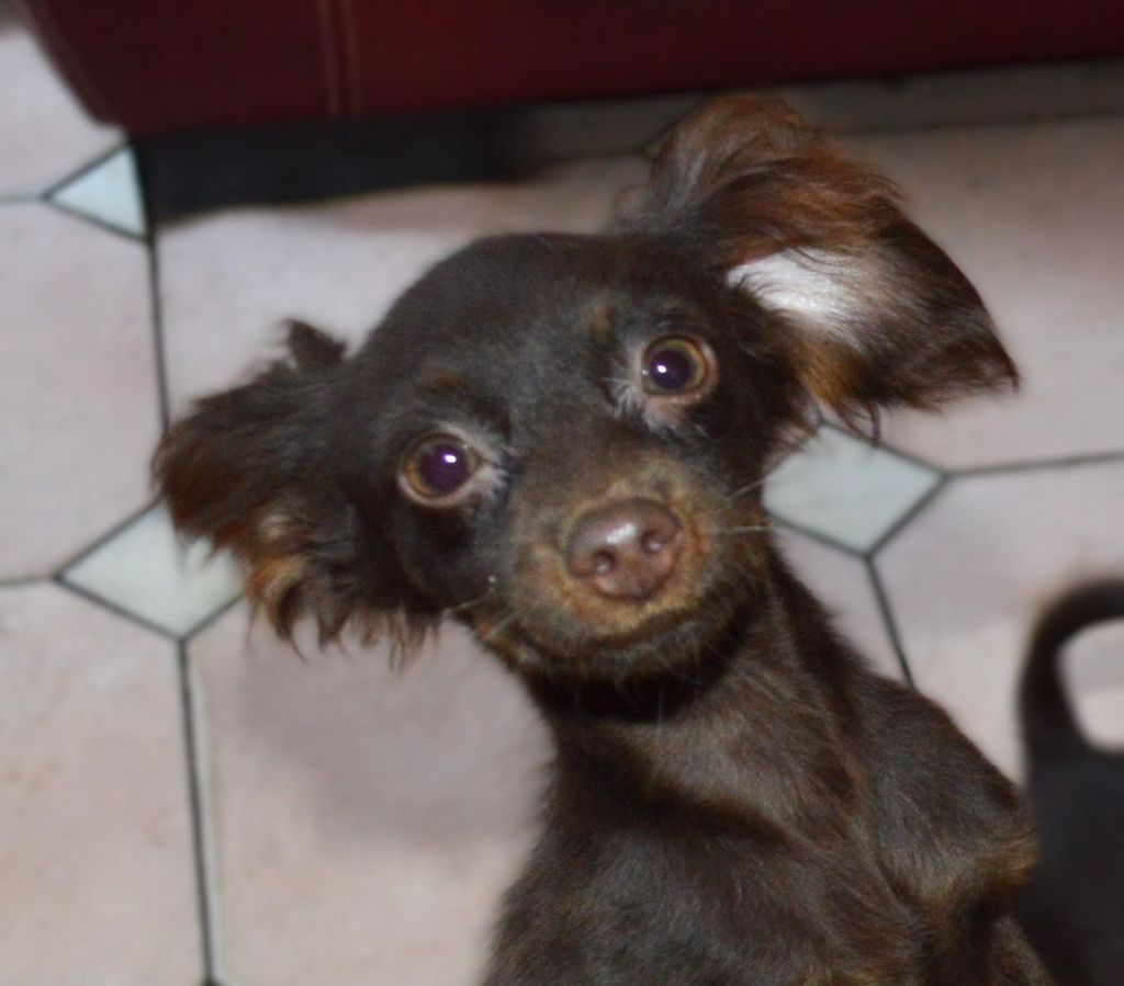 By Bidule - Chiots disponibles - Russkiy Toy (Petit Chien Russe)