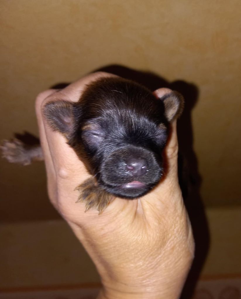 By Bidule - Chiots disponibles - Russkiy Toy (Petit Chien Russe)