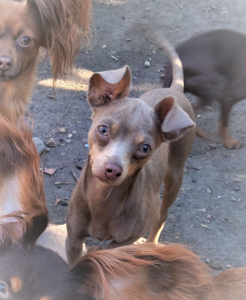 By Bidule - Chiots disponibles - Russkiy Toy (Petit Chien Russe)